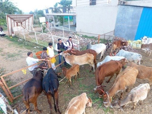 Gaushala Sanctuary Harda
