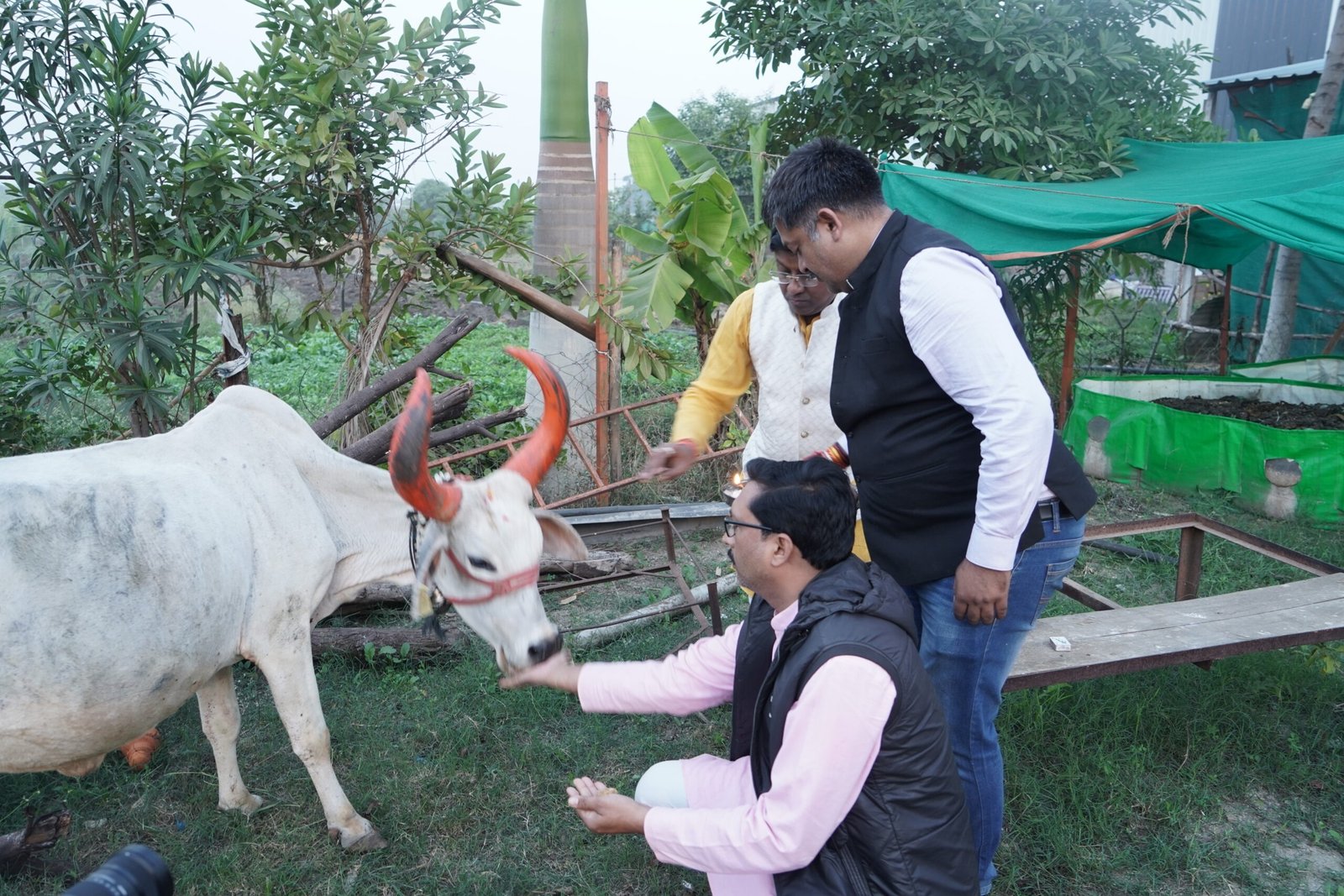 Desi Cows at Gaushala